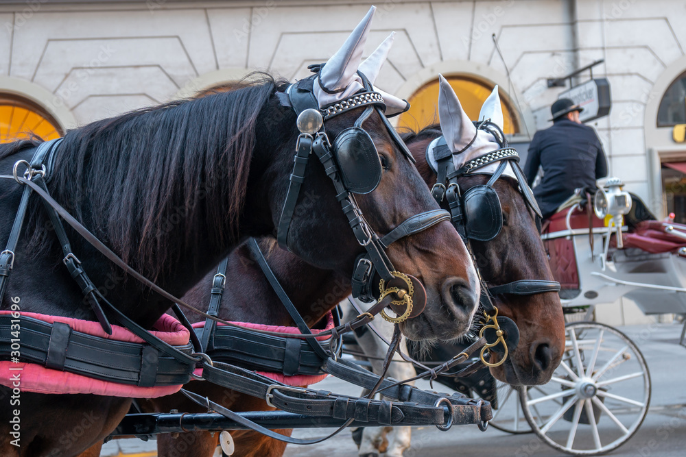 Obraz premium Horse-drawn carriage or Fiaker, popular tourist attraction, on Michaelerplatz in Vienna, Austria.