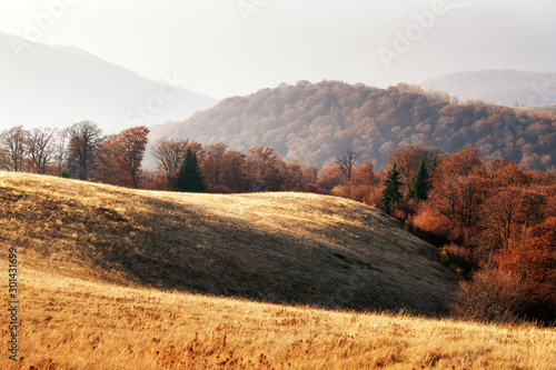 Picturesque autumn mountains with red beech forest in the Carpathian mountains  Ukraine. Landscape photography