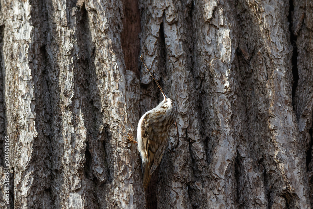 Tree Creeper (Certhia familiaris). Tree Creeper (Certhia familiaris).