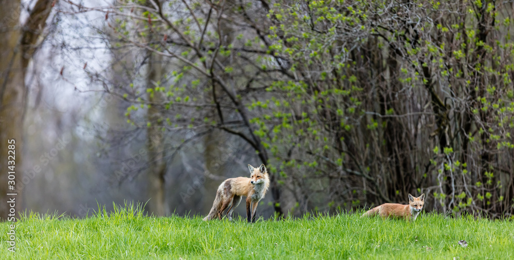 Fox cubs playing in a field in Quebec, Canada. Fox cubs playing in a field in Quebec, Canada.