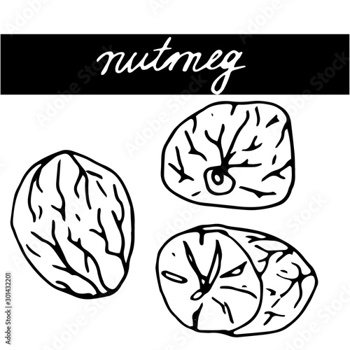 Set of hand drawn nuts. Black outline nutmeg isolated white background. Collection