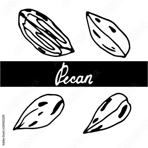Set of hand drawn nuts. Black pecan outline isolated white background. Collection