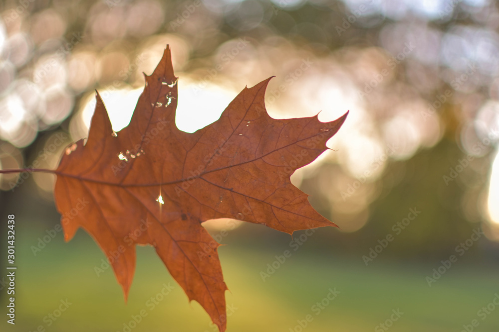 Autumn Leaf with sunlight rays