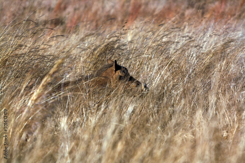 A Common Warthog  Phacochoerus africanus  hiding in the long grass