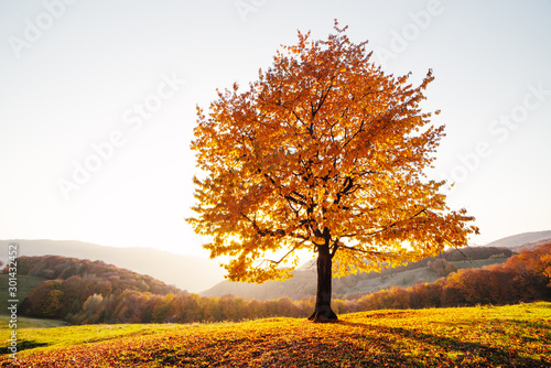 Majestic beech tree with sunny beams at autumn mountain valley. Dramatic colorful evening scene. Carpathian mountains, Ukraine. Landscape photography