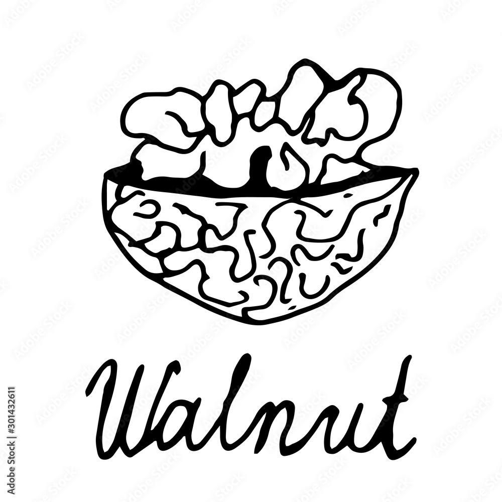 Walnut on an isolated white background hand-drawn. Black outline of walnut. Walnut on an isolated white background hand-drawn. Black outline of walnut.