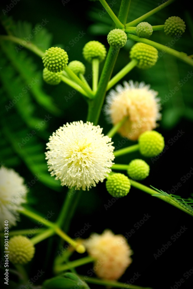 naturaleza verde naturaleza verde