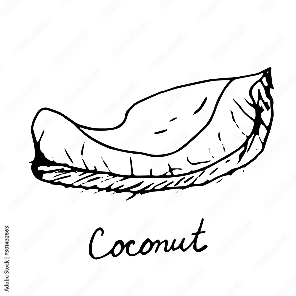 Hand painted nut on an isolated white background. Black outline coconut. Vector illustration. Hand painted nut on an isolated white background. Black outline coconut. Vector illustration.