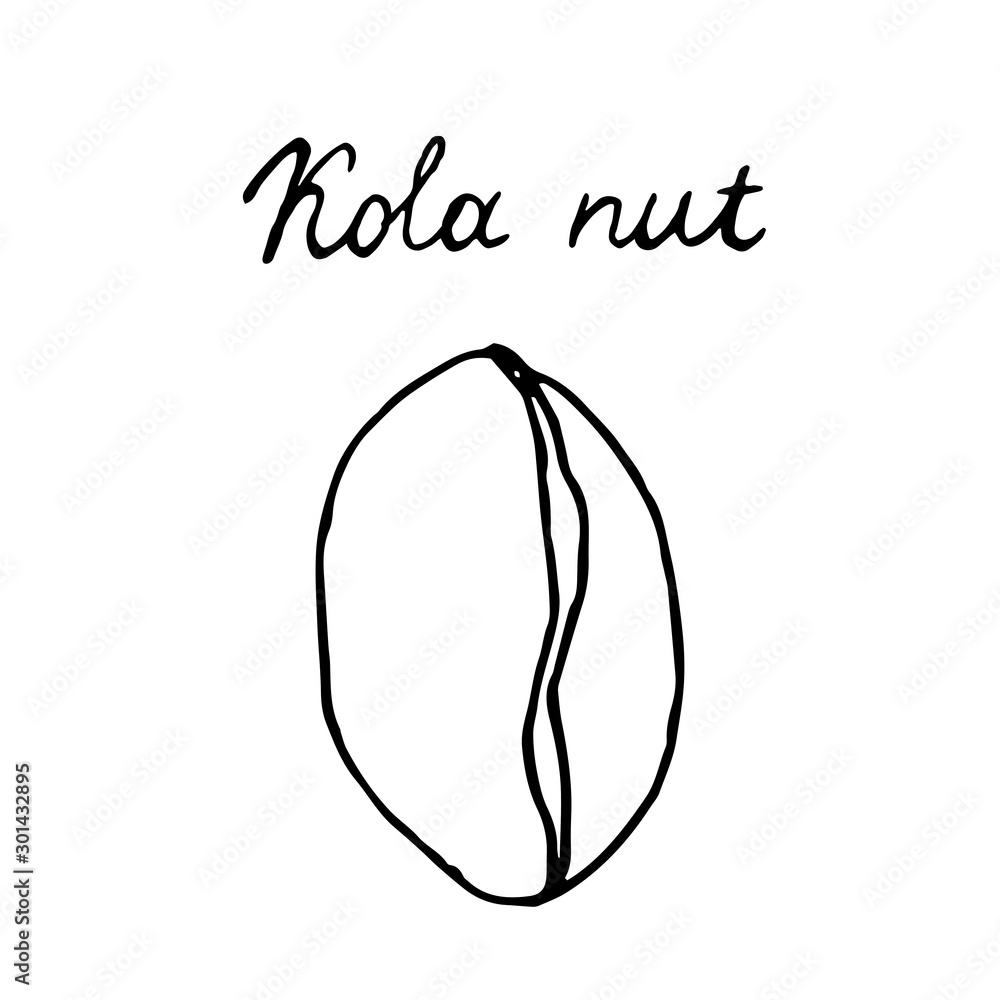 Hand painted nut on an isolated white background. Black contour stake nut. Vector illustration. Hand painted nut on an isolated white background. Black contour stake nut. Vector illustration.