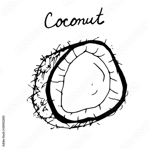 Hand painted nut on an isolated white background. Black outline coconut. Vector illustration.