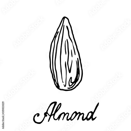 Hand painted nut on an isolated white background. Black outline almonds. Vector illustration.