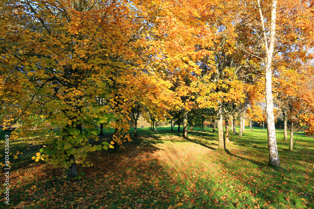 Trees in a park  in autumn