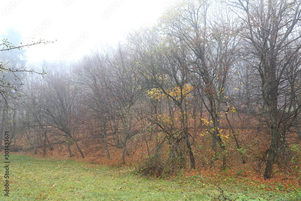 Autumn foggy morning in the forest. Trees in the fog. Autumn foggy morning in the forest. Trees in the fog.