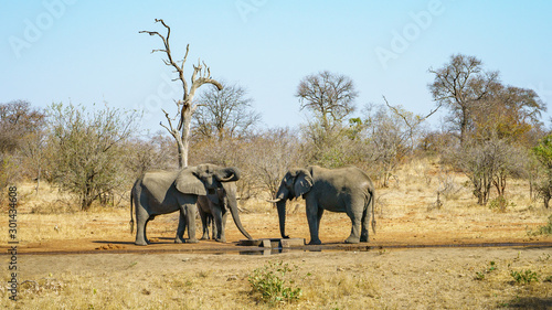 elephants in kruger national park, mpumalanga, south africa 12