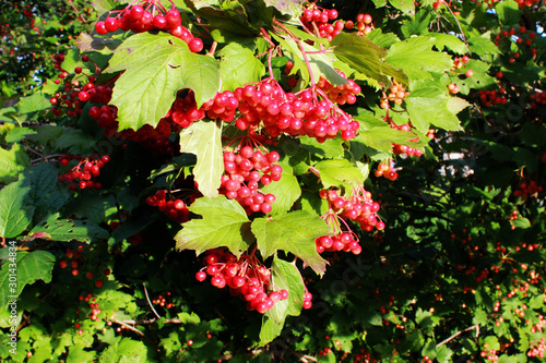 Red berries of viburnum. Colorful autumn background with viburnum berries and leaves. Medicinal plant.