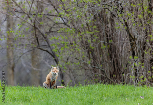 Fox cubs playing in a field in Quebec, Canada.