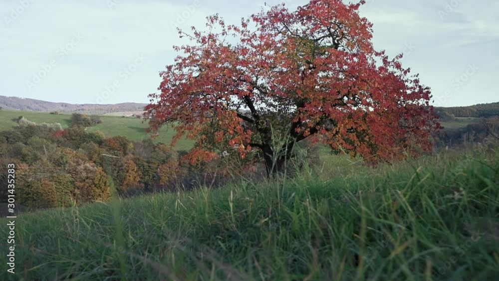 Low angle view of autumn tree on meadow viewed through green grass. Slow motion POV trucking shot on a gimbal. Low angle view of autumn tree on meadow viewed through green grass. Slow motion POV trucking shot on a gimbal.