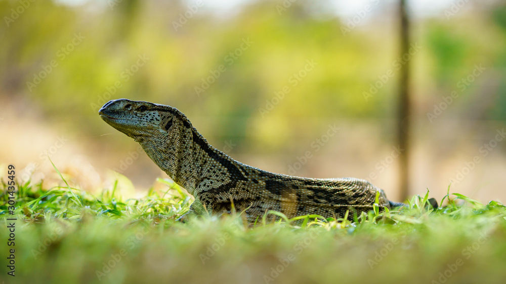Obraz premium monitor lizard in kruger national park, mpumalanga, south africa 4