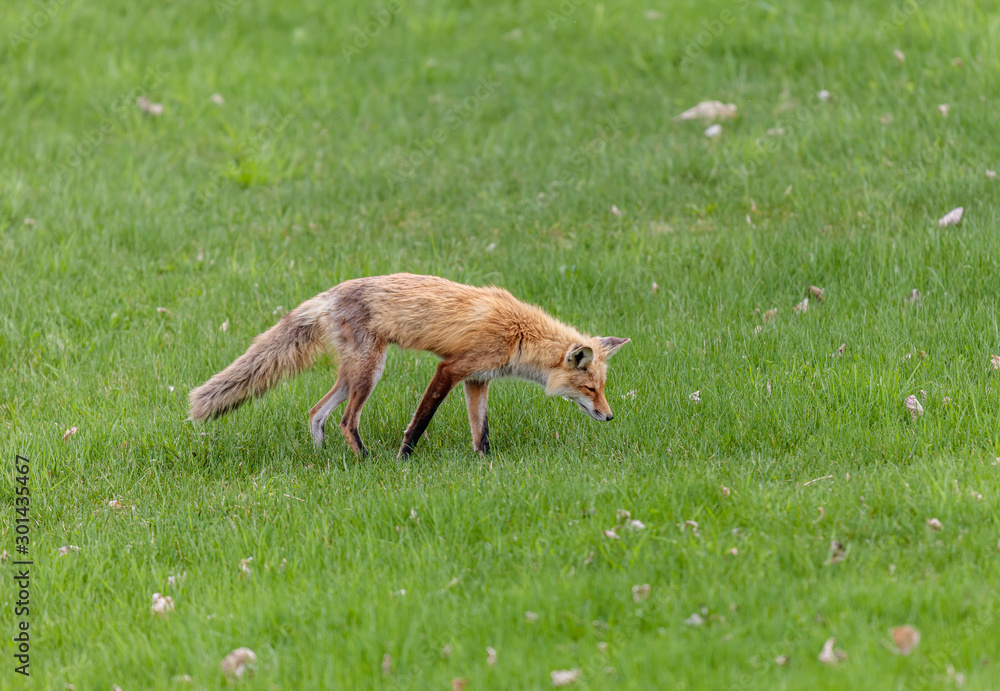 Obraz premium Fox cubs playing in a field in Quebec, Canada.