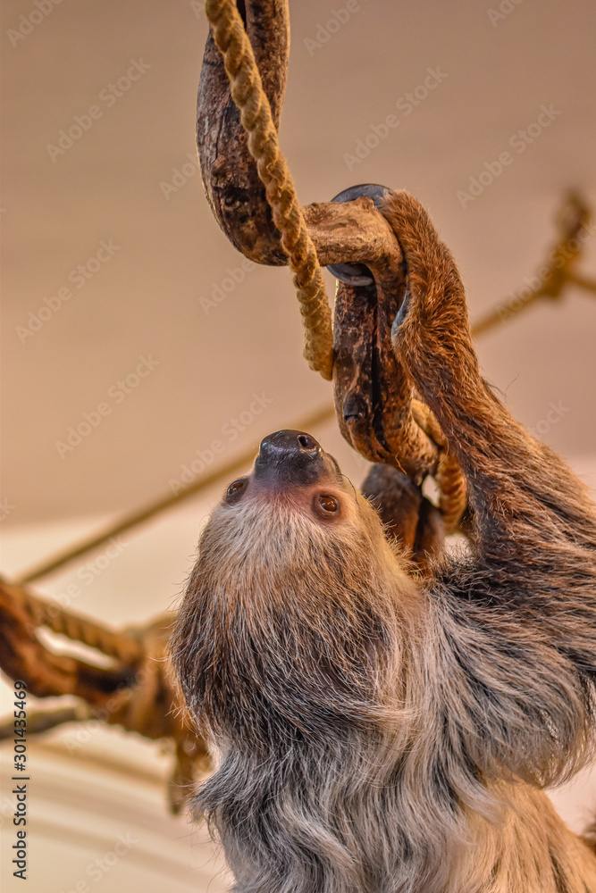 a sloth on a branch