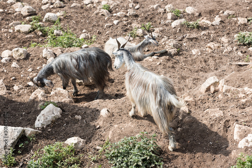 Goats grazing in Sicily © FPWing