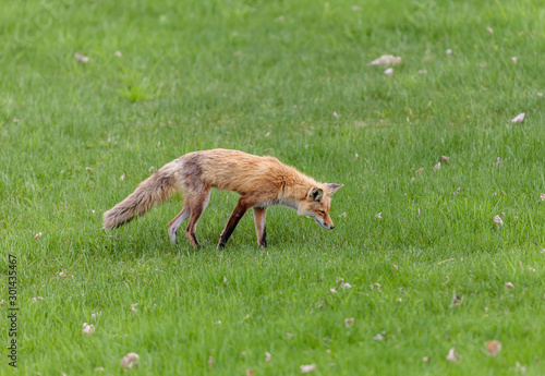 Fototapeta Naklejka Na Ścianę i Meble -  Fox cubs playing in a field in Quebec, Canada.