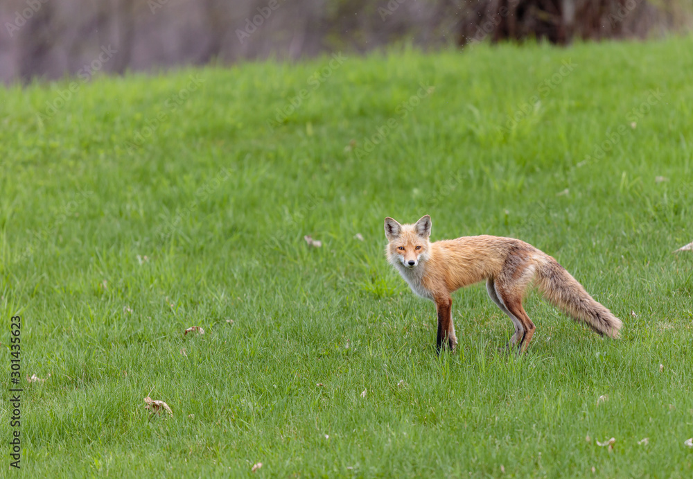 Obraz premium Fox cubs playing in a field in Quebec, Canada.