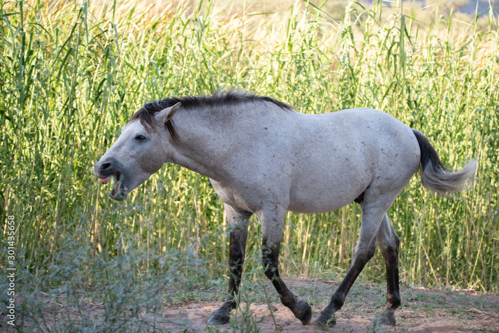 Fototapeta premium Wild Horses