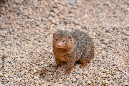 Cuadro en lienzo Common dwarf mongoose