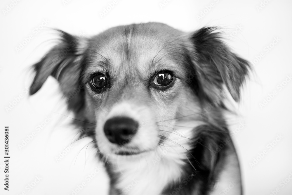 Black and white portrait of a dog.
