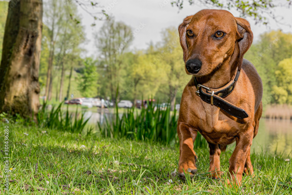 Dachshund aka Sausage dog standing on a meadow in front of a lake with reed foliage. The background with green vegatation is blurred so the dog stands out in the picture.