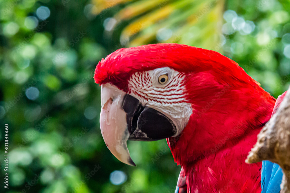 Head of a Macaw Ara parrots with bright red and blue feathers with a partially blurred background
