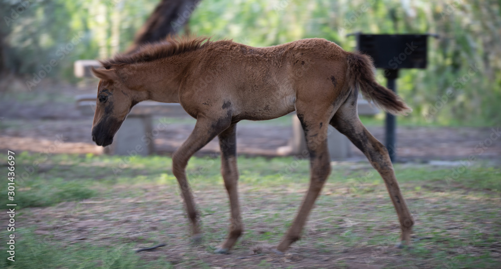 Wild Horses