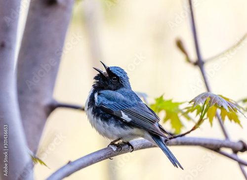 The Black Throated Blue Warbler a handsome and familiar warbler of the northern forests. It migrates to the boreal forests of Quebec Canada in summer where it nests and returns south for the winter photo