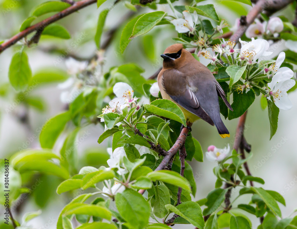 Fototapeta premium Cedar waxwings in an orchard eating apple blossoms and bugs, in Quebec, Canada.