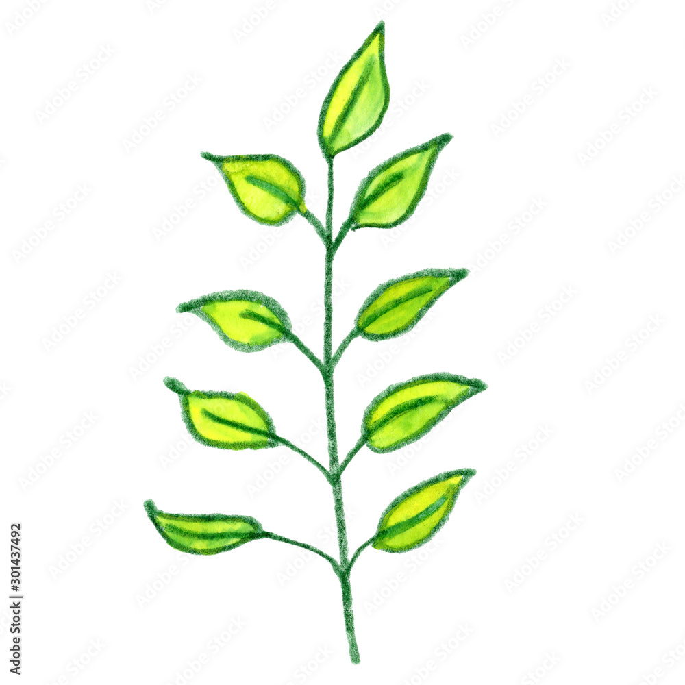 branch with green leaves isolated on white branch with green leaves isolated on white