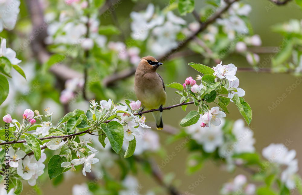 Obraz premium Cedar waxwings in an orchard eating apple blossoms and bugs, in Quebec, Canada.