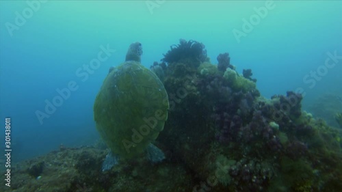 Sea Turtle. Green Turtle Swimming Up To Sunlit Sea Surface In Calm Blue Sea Water. Mellow & Beautiful Marine Turtle On Peaceful Coral Reef. Graceful Gentle Marine Life & Aquatic Underwater Wildlife