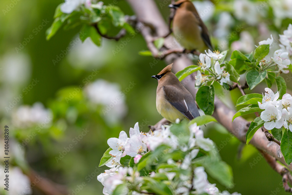 Cedar waxwings in an orchard eating apple blossoms and bugs, in Quebec, Canada.