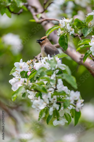 Cedar waxwings in an orchard eating apple blossoms and bugs, in Quebec, Canada. © Hummingbird Art