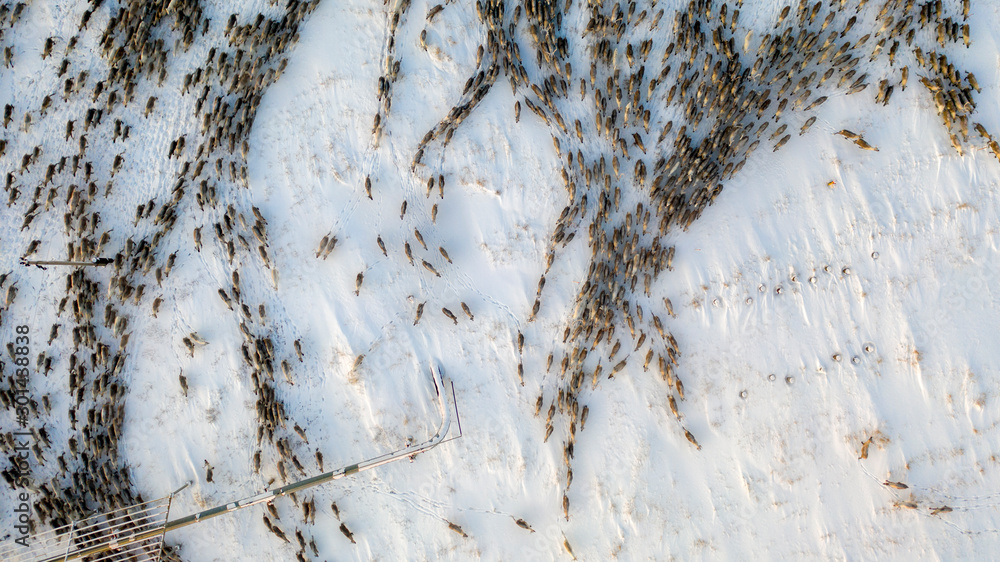 The extreme north, The reindeer move close to each other, aerial view - obrazy, fototapety, plakaty 