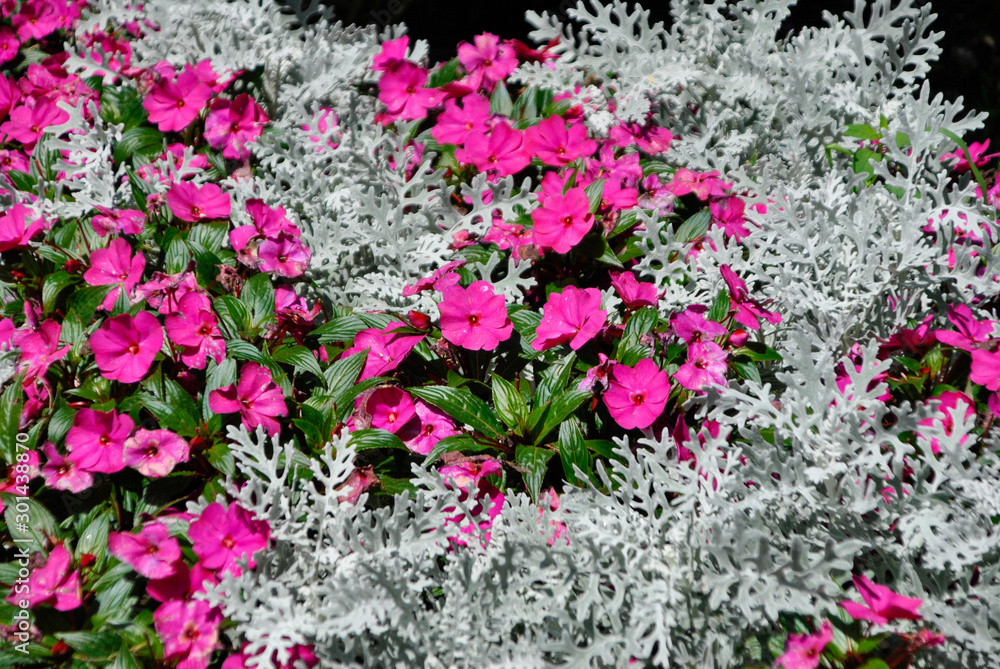 pink flowers and white leaves pink flowers and white leaves