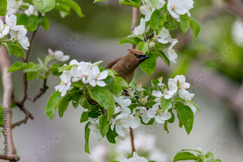 Cedar waxwings in an orchard eating apple blossoms and bugs, in Quebec, Canada. photo