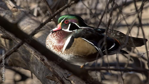 Colorful drake wood duck in tree as sunlight reflects from pond below as it roosts. photo