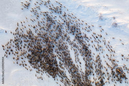 The extreme north, The reindeer move close to each other, aerial view