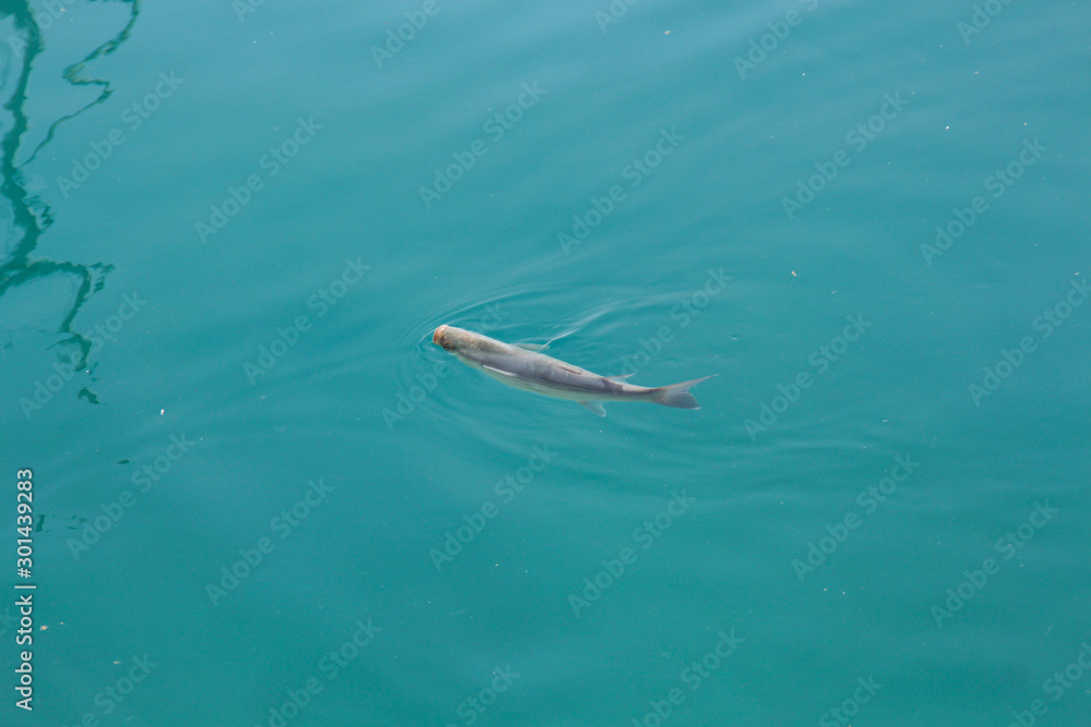 Fototapeta premium Luftschnappende Fisch
