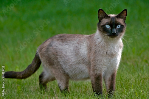 Beautiful Siamese Cat standing in green grass, watching, alert. photo