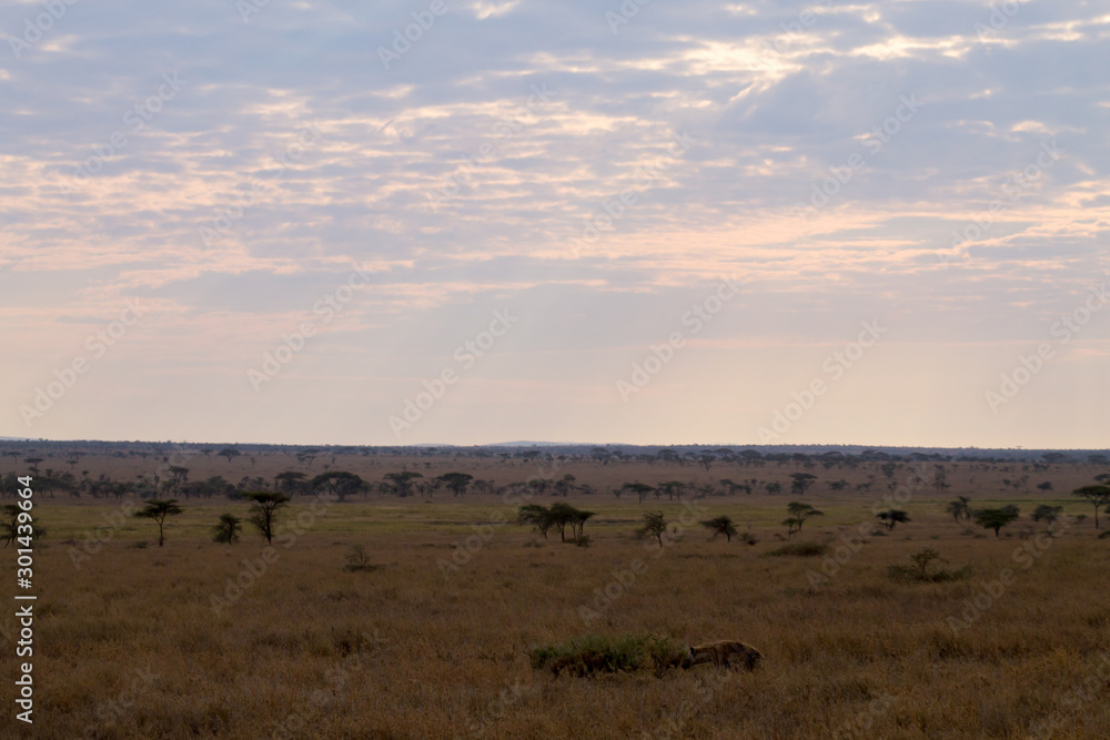 Dawn at Serengeti National Park, Tanzania, Africa Dawn at Serengeti National Park, Tanzania, Africa