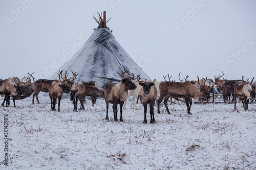 Obraz na płótnie Yamal peninsula, Siberia
