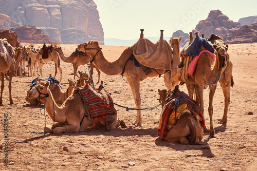 Flock of camels resting in Wadi Rum desert, Jordan
